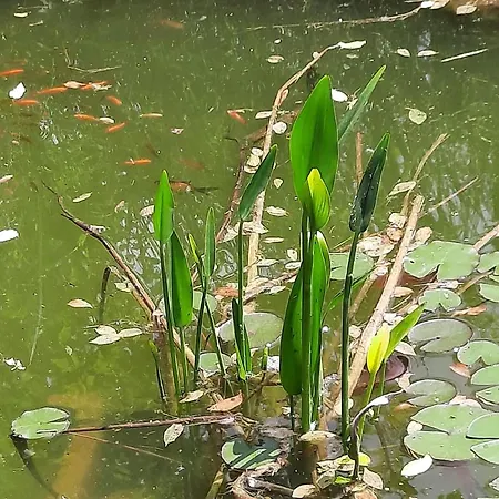 Relax Time Videken Appartement