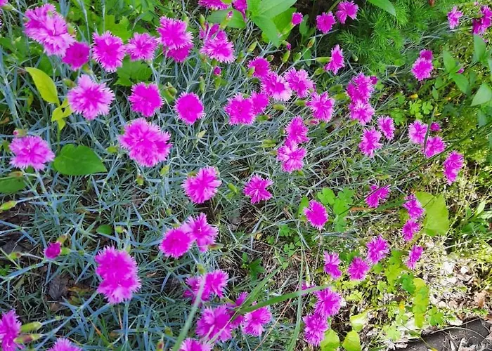 Apartament Relax Time Videken